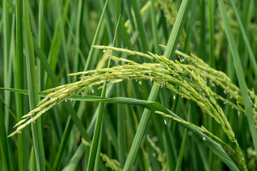 Fototapeta na wymiar The rice plant with the green ears of rice is growing.