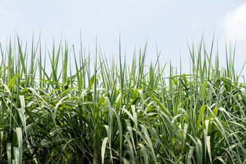 Sugar cane or Saccharum officinarum trees on nature background.
