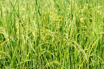 The rice plant with the green ears of rice is growing.