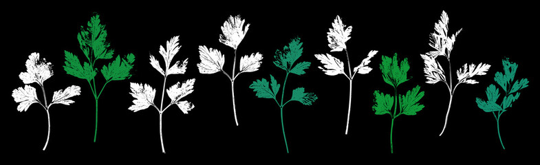 Obraz premium Parsley herb grunge set. Parsley, celery abstract herbal plant. Gardening, culinary and aromatherapy.