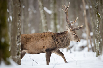 Red deer in winter forest (Cervus elaphus) Stag