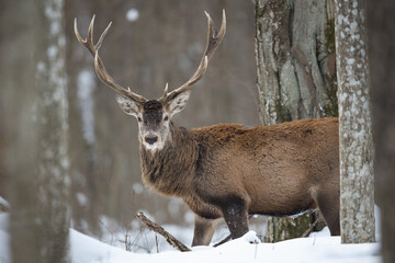 Red deer in winter forest (Cervus elaphus) Stag © szczepank