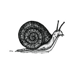 Dotwork Snail Slippery. Vector Illustration of Hand Drawn Design.