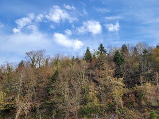 forest in the autumn