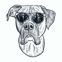 Vintage hand drawn sketch glasses boxer dog