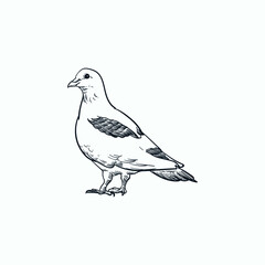 Vintage hand drawn sketch pigeon