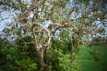 The branches of a bush protrude towards the camera. A perspective view.