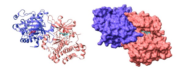 Epidermal growth factor receptor dimer in complex with allosteric inhibitor (red) and AMP (cyan). 3D cartoon and Gaussian surface models, chain id color scheme, PDB 6p8q, white background