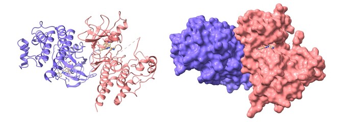 Crystal structure of c-raf (raf-1),  a mitogen-activated protein kinase dimer. 3D cartoon and Gaussian surface models, chain id color scheme, PDB 3omv, white background