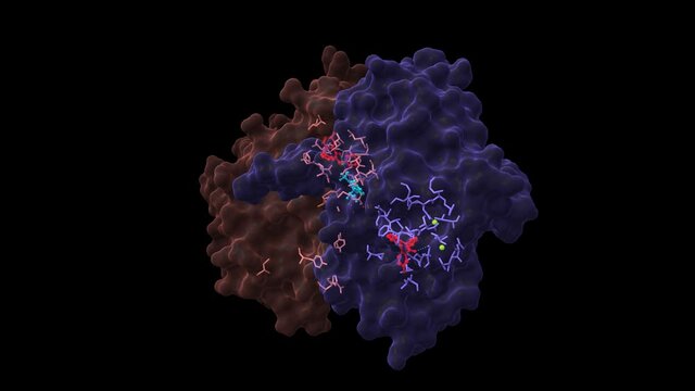 Epidermal growth factor receptor dimer in complex with allosteric inhibitor (red) and AMP (cyan). Animated 3D cartoon and Gaussian surface models, chain id color scheme, PDB 6p8q, black background