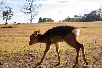 冬の公園を歩くフワフワな毛並みの小鹿