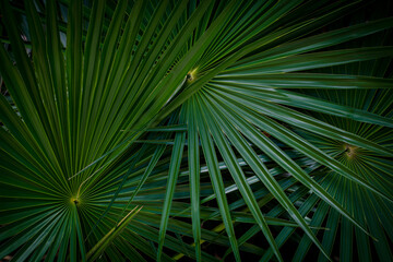 Natural background of palm leaves
