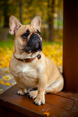 A French bulldog is sitting on a bench in the park.
