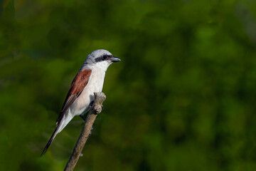 Fototapeta premium Shrike zhulan. Birds of Central Russia. 