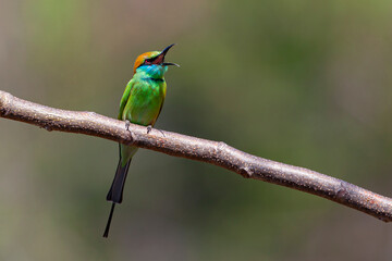 The blue-cheeked bee-eater (Merops persicus) is a near passerine bird in the bee-eater family, Meropidae.
