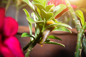 Worm caterpillars on a green leaf flower with a partially eaten leaf,Close up
