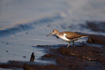 The common sandpiper (Actitis hypoleucos) is a small Palearctic wader. 