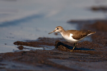 The common sandpiper (Actitis hypoleucos) is a small Palearctic wader. 