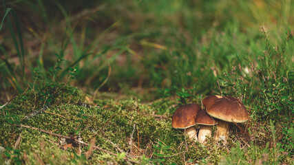 Three porcini mushroom (Boletus edulis), also known as spruce porcini mushroom, gentlemen\'s mushroom or noble mushroom in moss in autumn forest background.