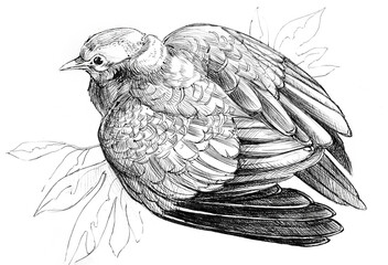 bird, pigeon, graphics, ink. The dove sits with its wings spread slightly. monochrome graphics, freehand drawing, sketch,