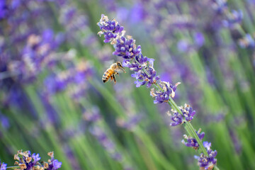 ラベンダーとミツバチ
