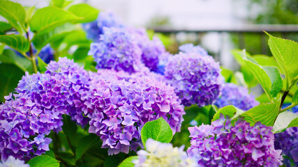 日本のアジサイ