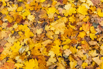 Fallen Leaves, Autumn leaf color, natural background
