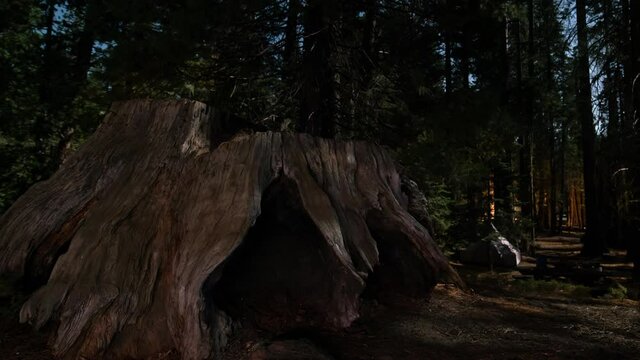 Sequoia Tree Tilt Up Moonlight Shadow Titl Up in Sequoia and Kings Canyon National Park California USA