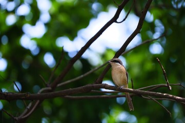 Red shrike bird resting on branch in the forest in Cebu, Philippines
