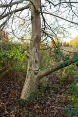 Tree trunk with engraved eye pattern.