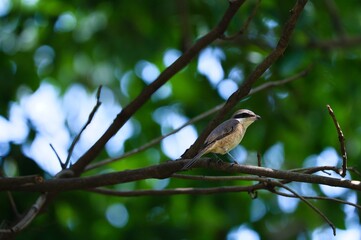 Red shrike bird resting on branch in the forest in Cebu, Philippines