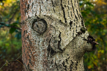 Obraz premium Tree trunk with engraved eye pattern.