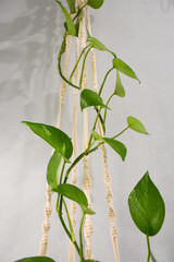 Macrame pendants for flowers Christmas decor