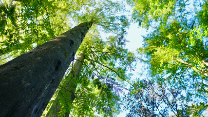 メタセコイヤの木