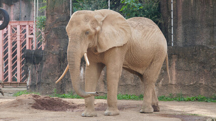 多摩動物公園の象