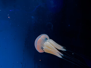 jellyfish in aquarium