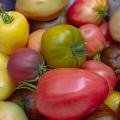 A variety of tomatoes are stacked in a basket, the harvest is a tomato of mixed varieties