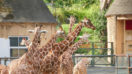多摩動物公園のキリン