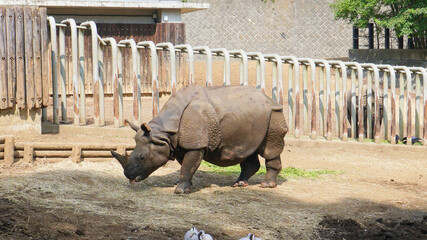 多摩動物公園のサイ