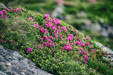 Rhododendron flowers in nature