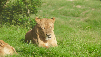 多摩動物公園のメスライオン