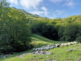  Landscape of a forest in the mountains of the Basque country with sheep on a green slope at the foot of the Gorbea.