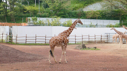 多摩動物公園のキリン