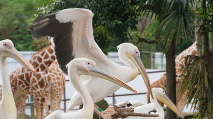 多摩動物公園のペリカン