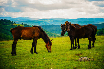 Horses on the mountains during grazing
