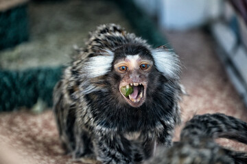 A small marmoset monkey eating an orange.
