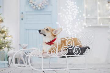Welsh corgi pembroke puppy in the sled at the friont house porch in winter with christmas...