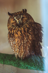 horned owl