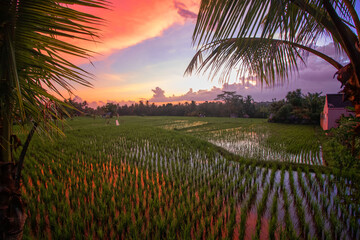 Ubud Rice fields