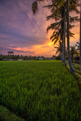 Ubud Rice fields